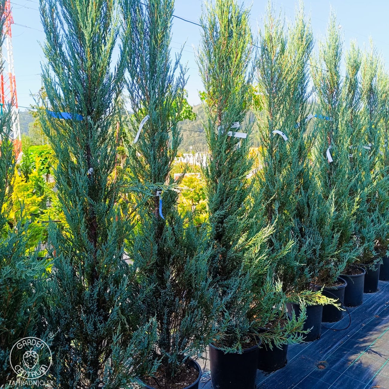 Obrázok Borievka skalná (Juniperus scopulorum) ´BLUE ARROW´ - výška 125-150 cm, kont. C15L